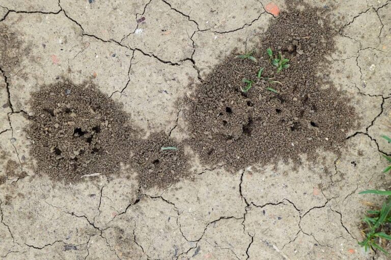 Nid de guêpes dans la terre : comment s’en débarrasser