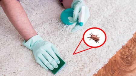 Comment lutter contre les acariens dans la maison ? se debarrasser acariens maison