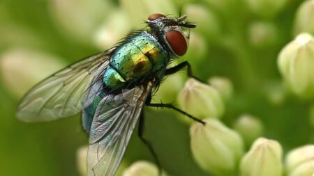 Comment fabriquer un piège anti-mouche ? pieges anti mouche