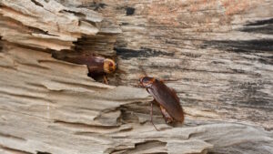 tout savoir blatte orientale