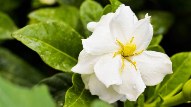 tout savoir gardenia