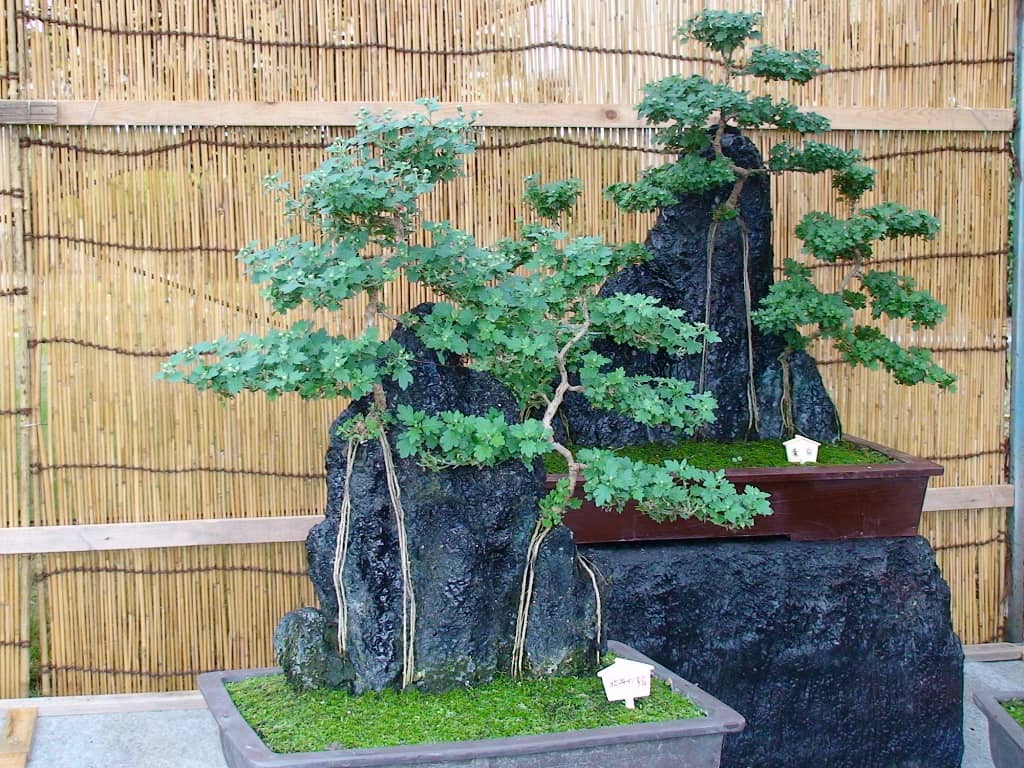 bonsai interieur