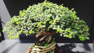 comment entretenir bonsai interieur