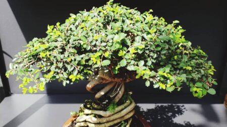 Comment entretenir un bonsaï d’intérieur ? comment entretenir bonsai interieur