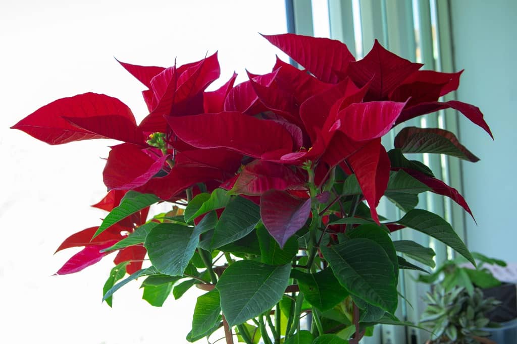 poinsettia