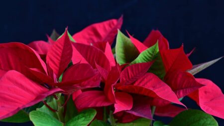 tout savoir poinsettia