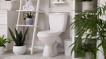 Quelles plantes mettre dans les toilettes ? quelles plantes pour toilettes