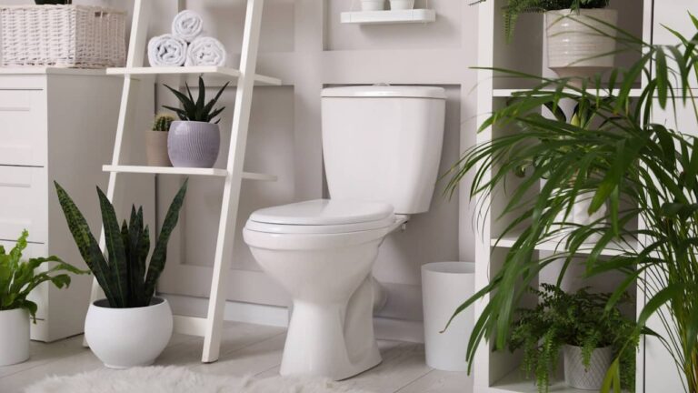 quelles plantes pour toilettes