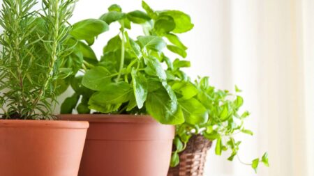 Les plantes aromatiques à mettre dans la cuisine ! plantes aromatiques cuisine