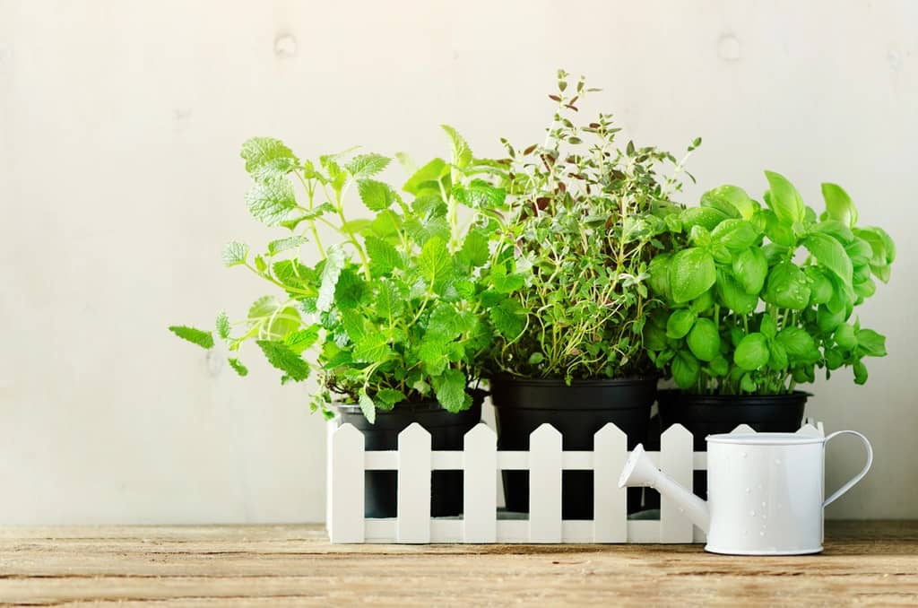plantes aromatiques