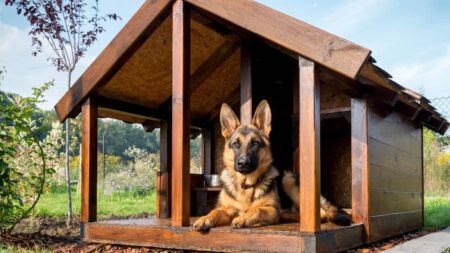 Quelle niche d’extérieur choisir pour protéger votre chien des intempéries ? comment choisir niche chien exterieure
