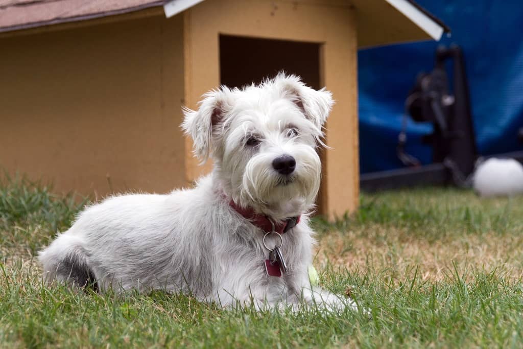 niche chien exterieure